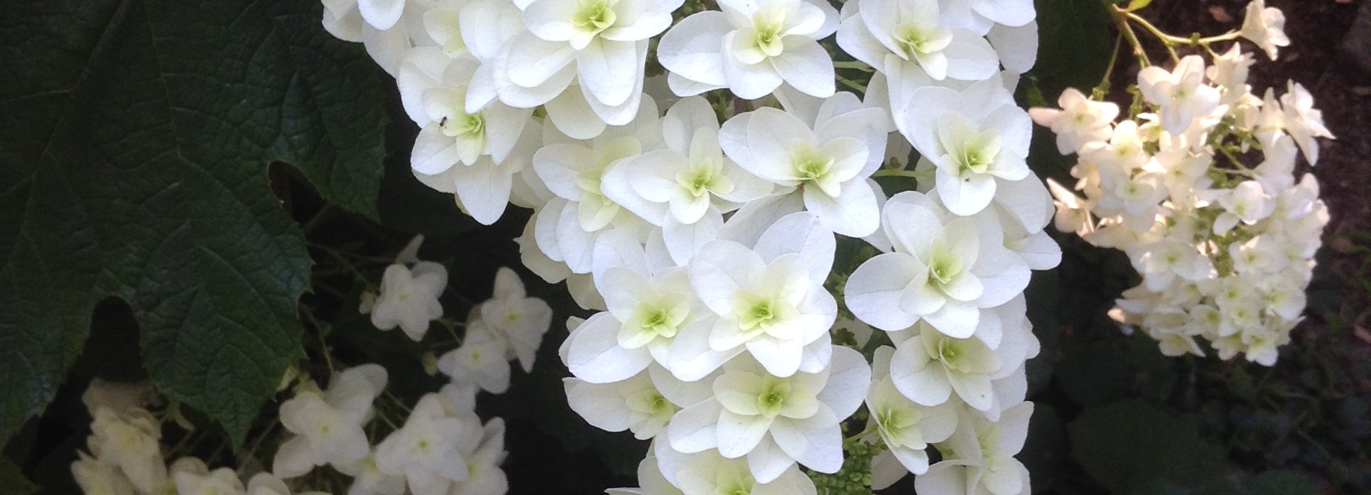 花画像